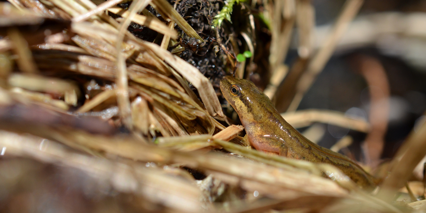 Suivis quotidiens du dispositif de sauvetage des amphibiens à Saules